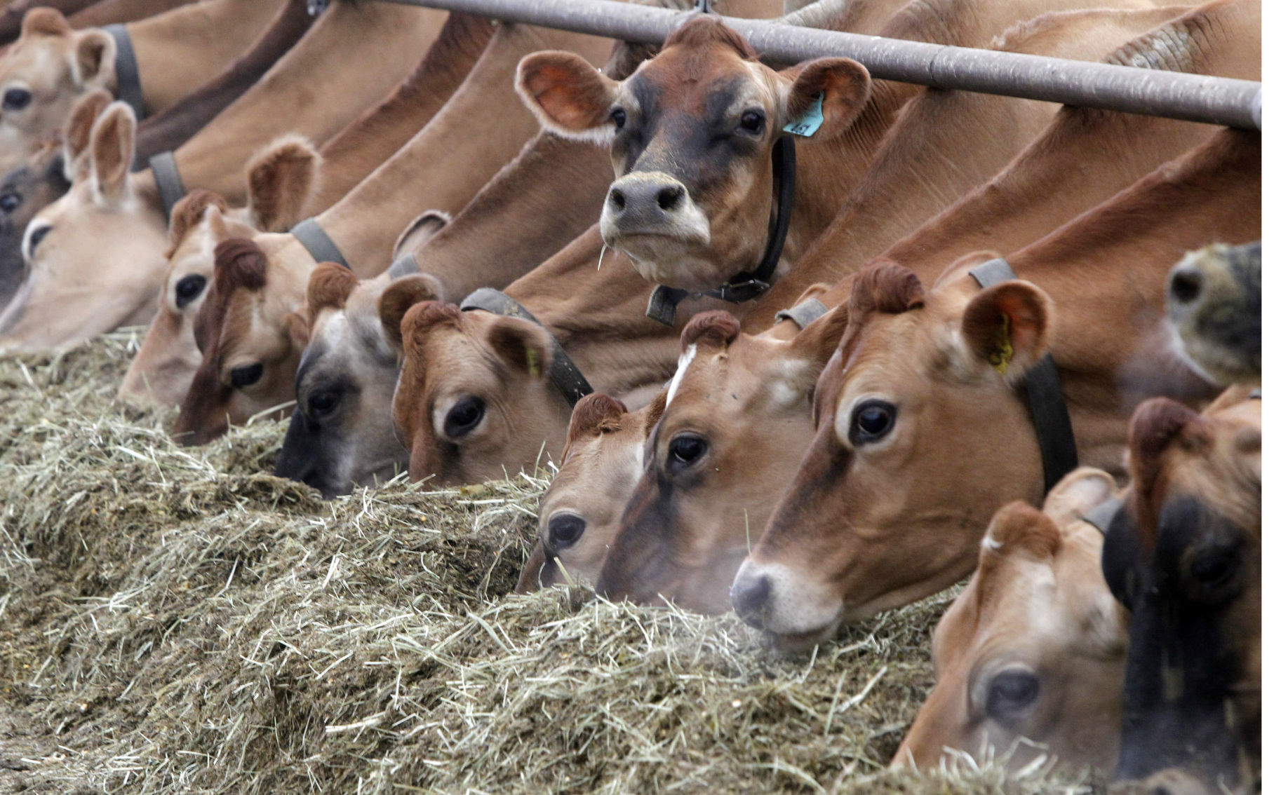 Cattle and Calves: $78,228,639,000
